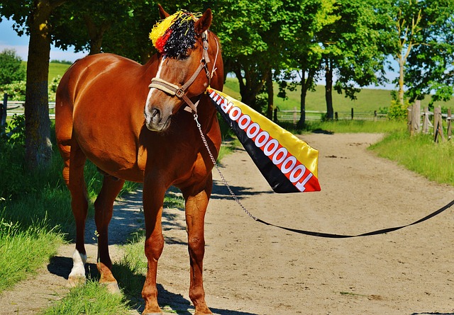 夺得冠军的 夺得冠军的